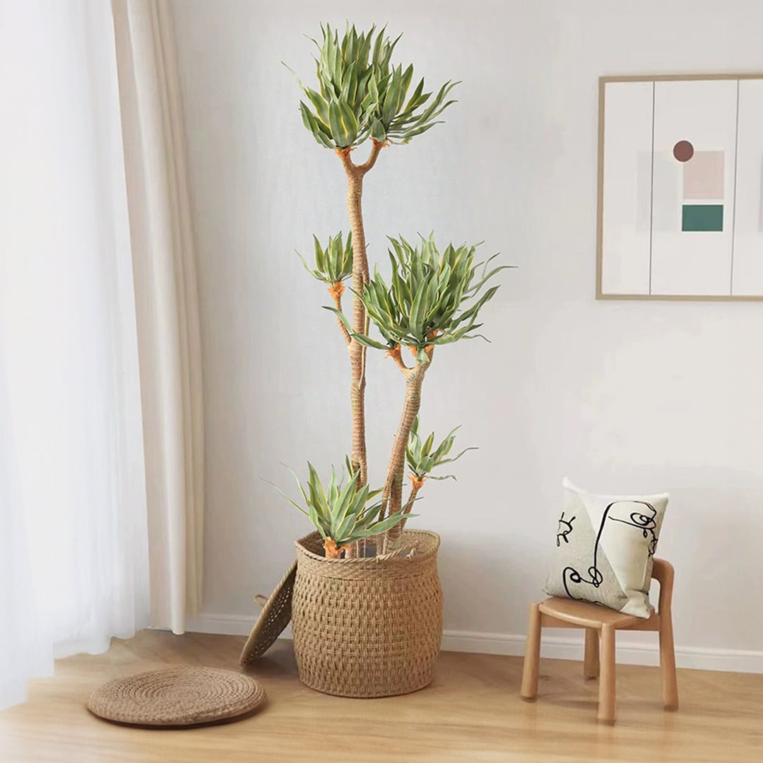 Phnom Penh Tequila Tree CT19 - Plants - ebarza Furniture UAE | Shop Modern Furniture in Abu Dhabi & Dubai - مفروشات ايبازرا في الامارات | تسوق اثاث عصري وديكورات مميزة في دبي وابوظبي