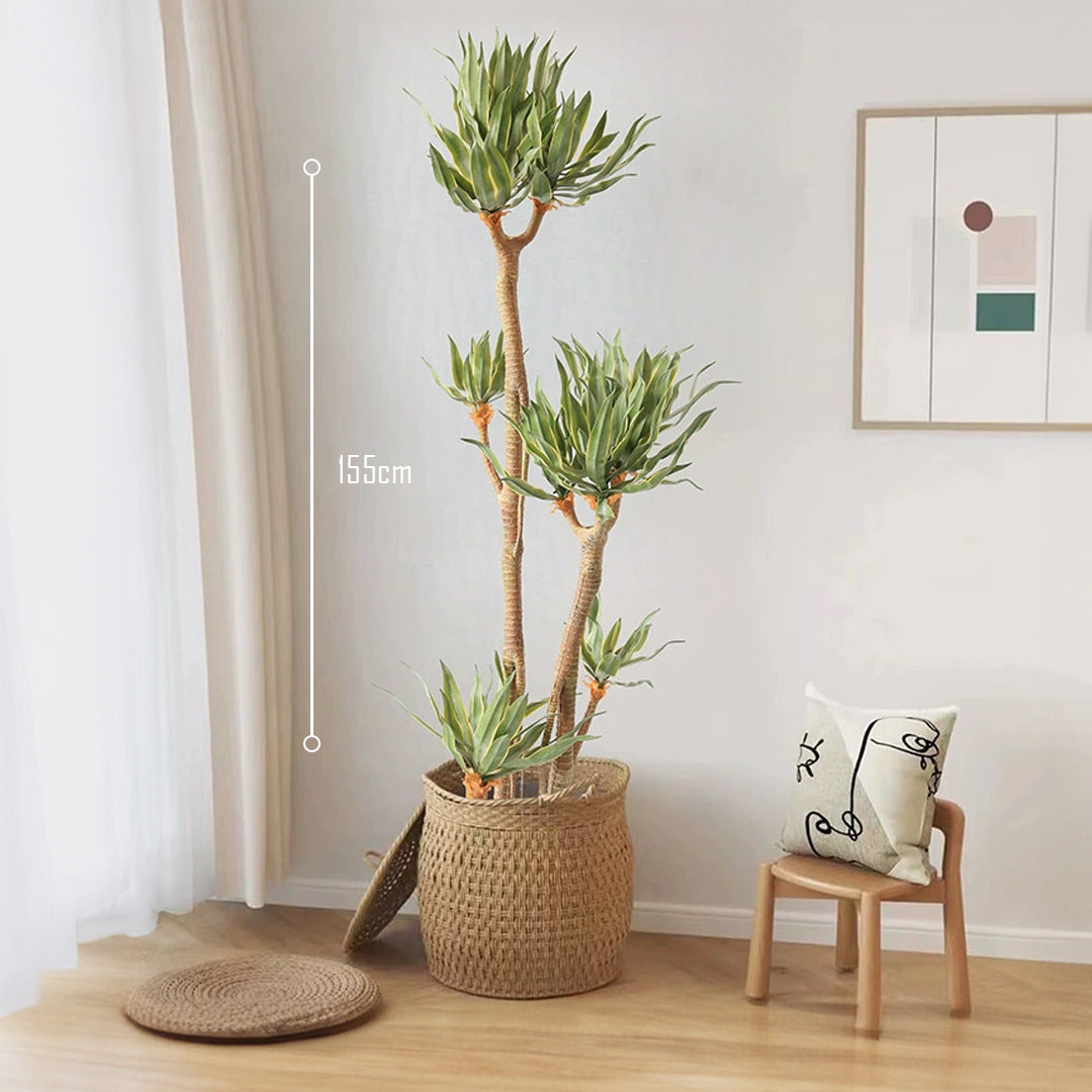 Phnom Penh Tequila Tree CT19 - Plants - ebarza Furniture UAE | Shop Modern Furniture in Abu Dhabi & Dubai - مفروشات ايبازرا في الامارات | تسوق اثاث عصري وديكورات مميزة في دبي وابوظبي