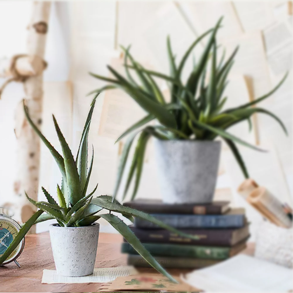 Handmade Decorative Artificial Potted Aloe N35020-PZ173 -  Plants - ebarza Furniture UAE | Shop Modern Furniture in Abu Dhabi & Dubai - مفروشات ايبازرا في الامارات | تسوق اثاث عصري وديكورات مميزة في دبي وابوظبي