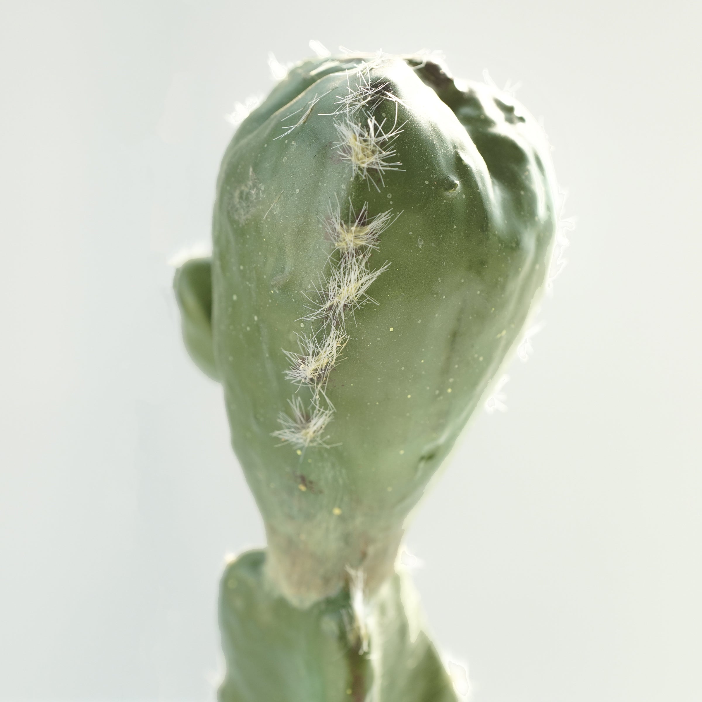 Handmade Decorative Artificial Potted Cactus  PR00015C -  Plants - ebarza Furniture UAE | Shop Modern Furniture in Abu Dhabi & Dubai - مفروشات ايبازرا في الامارات | تسوق اثاث عصري وديكورات مميزة في دبي وابوظبي