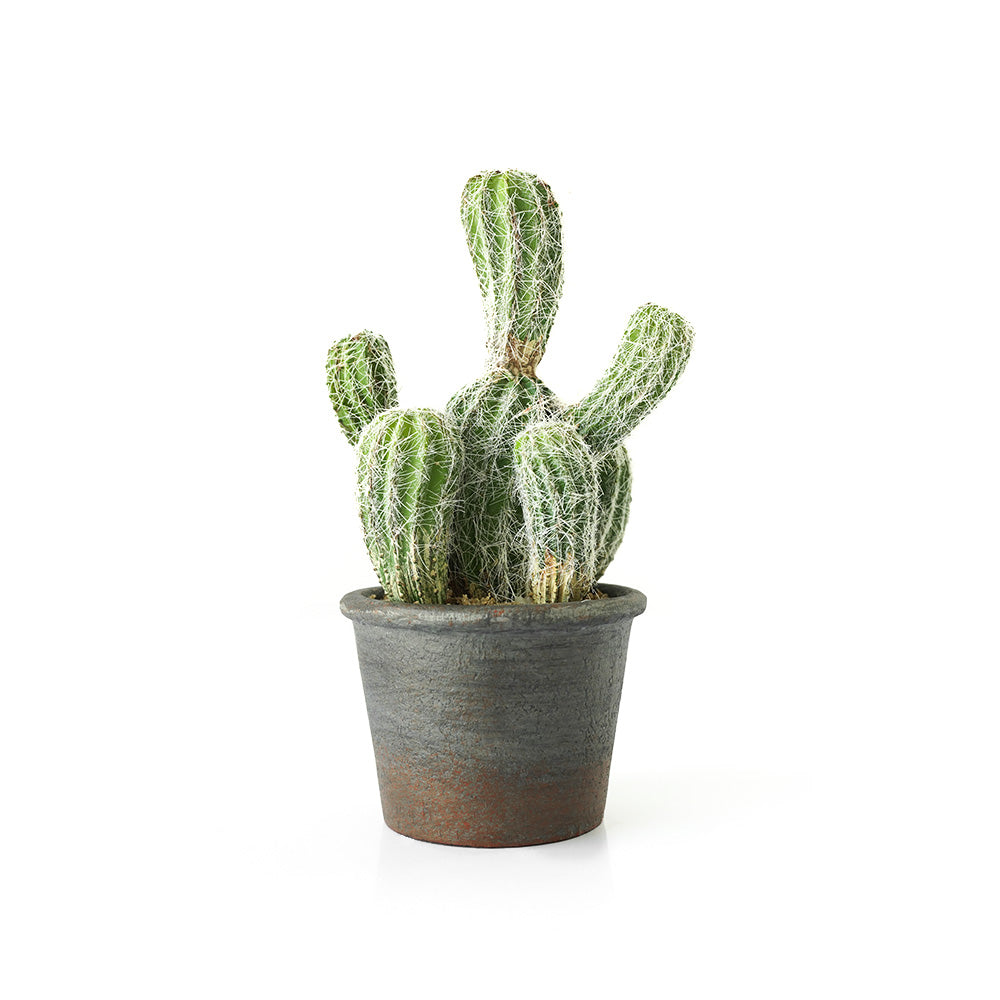 Handmade Decorative Artificial Potted Cactus N35020-SM062 -  Plants - ebarza Furniture UAE | Shop Modern Furniture in Abu Dhabi & Dubai - مفروشات ايبازرا في الامارات | تسوق اثاث عصري وديكورات مميزة في دبي وابوظبي