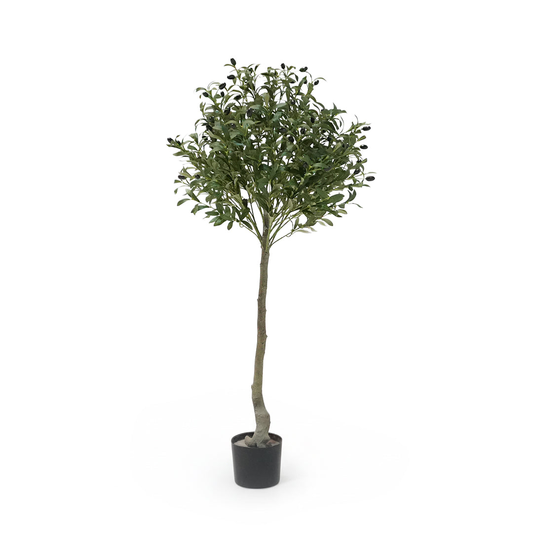 Artificial Olive Tree Olive-1 Tree FHS-Tree01 - Plants - ebarza Furniture UAE | Shop Modern Furniture in Abu Dhabi & Dubai - مفروشات ايبازرا في الامارات | تسوق اثاث عصري وديكورات مميزة في دبي وابوظبي