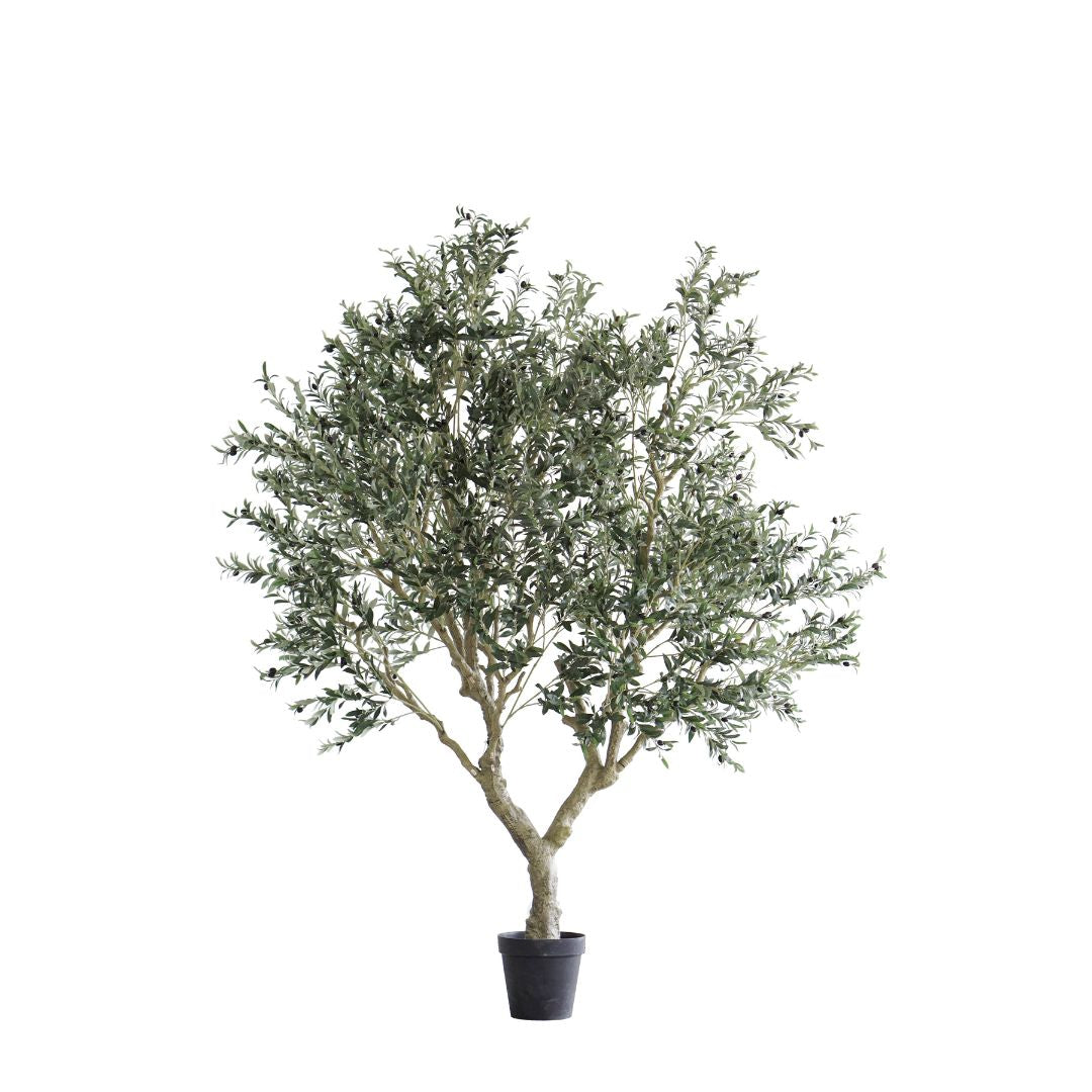 Olive Tree 250cm SIL-OLT-H250-GG - Plants - ebarza Furniture UAE | Shop Modern Furniture in Abu Dhabi & Dubai - مفروشات ايبازرا في الامارات | تسوق اثاث عصري وديكورات مميزة في دبي وابوظبي