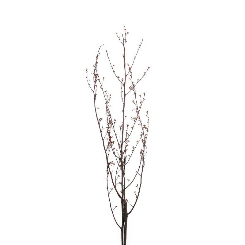 Dried Flower Fa-Jh2010U -  Plants - ebarza Furniture UAE | Shop Modern Furniture in Abu Dhabi & Dubai - مفروشات ايبازرا في الامارات | تسوق اثاث عصري وديكورات مميزة في دبي وابوظبي
