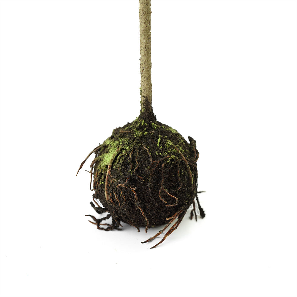 Handmade Decorative Artificial Plant N37420-XG019 - Plants - ebarza Furniture UAE | Shop Modern Furniture in Abu Dhabi & Dubai - مفروشات ايبازرا في الامارات | تسوق اثاث عصري وديكورات مميزة في دبي وابوظبي