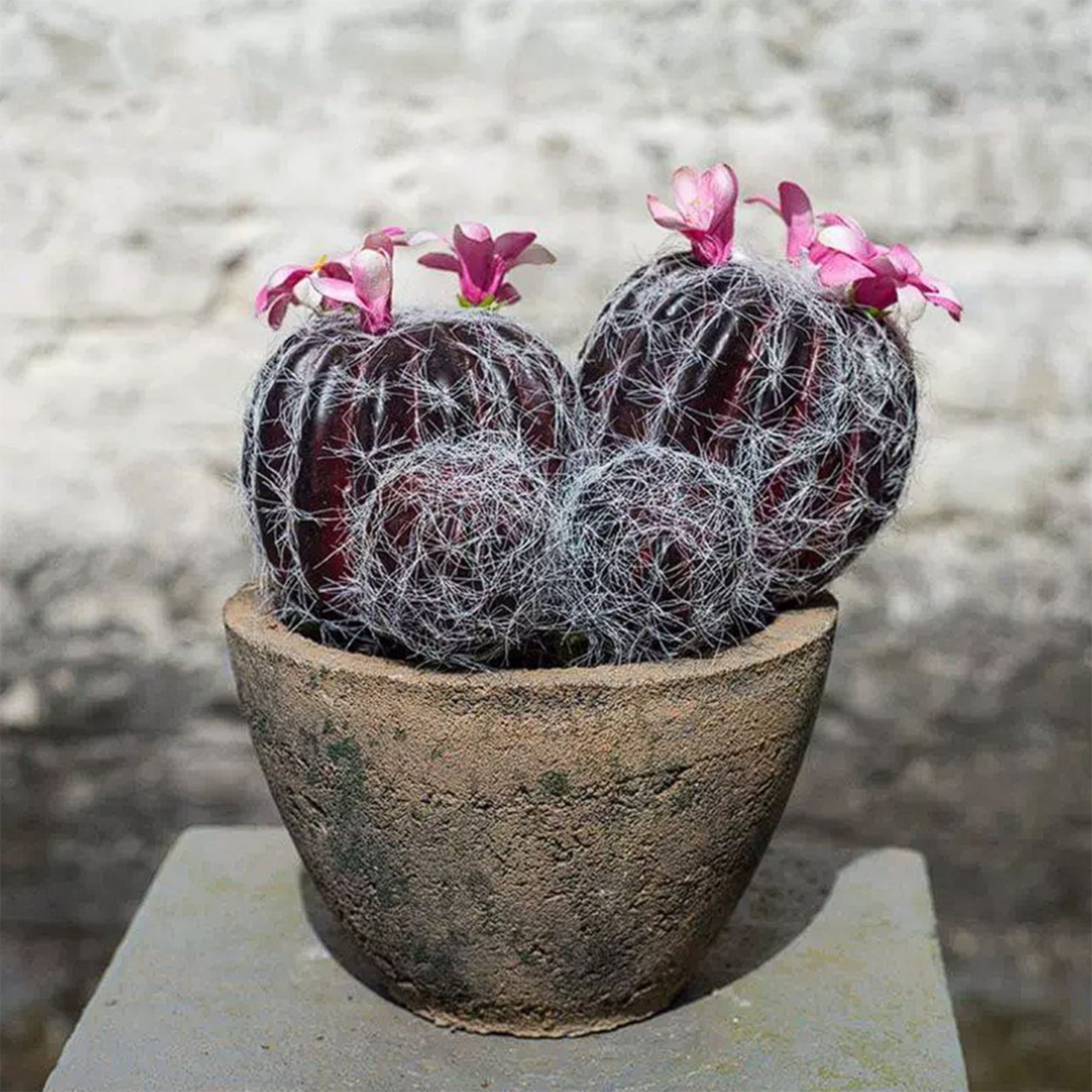 Handmade Decorative Artificial Potted Cactus N36520-PZ024 - Plants - ebarza Furniture UAE | Shop Modern Furniture in Abu Dhabi & Dubai - مفروشات ايبازرا في الامارات | تسوق اثاث عصري وديكورات مميزة في دبي وابوظبي