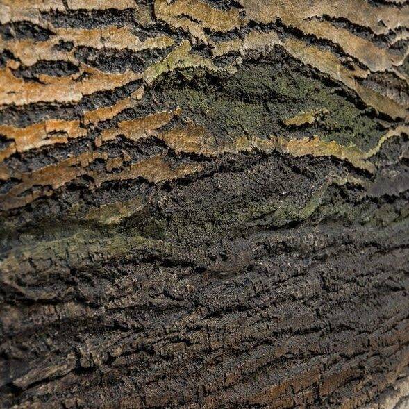 301X130Cm Amazon Natura Wood Decoration  Wall Panel A-312 -  Wall Panels - ebarza Furniture UAE | Shop Modern Furniture in Abu Dhabi & Dubai - مفروشات ايبازرا في الامارات | تسوق اثاث عصري وديكورات مميزة في دبي وابوظبي