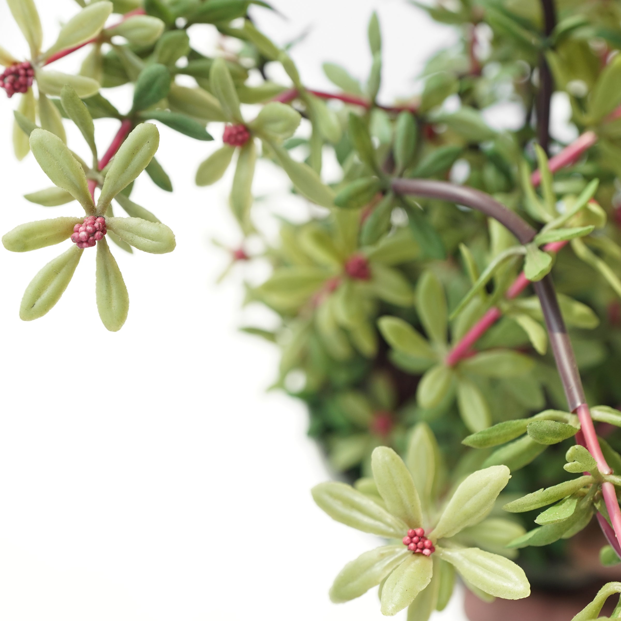 Handmade Decorative Artificial Potted Plant N36920-PZ002-RE -  Plants - ebarza Furniture UAE | Shop Modern Furniture in Abu Dhabi & Dubai - مفروشات ايبازرا في الامارات | تسوق اثاث عصري وديكورات مميزة في دبي وابوظبي