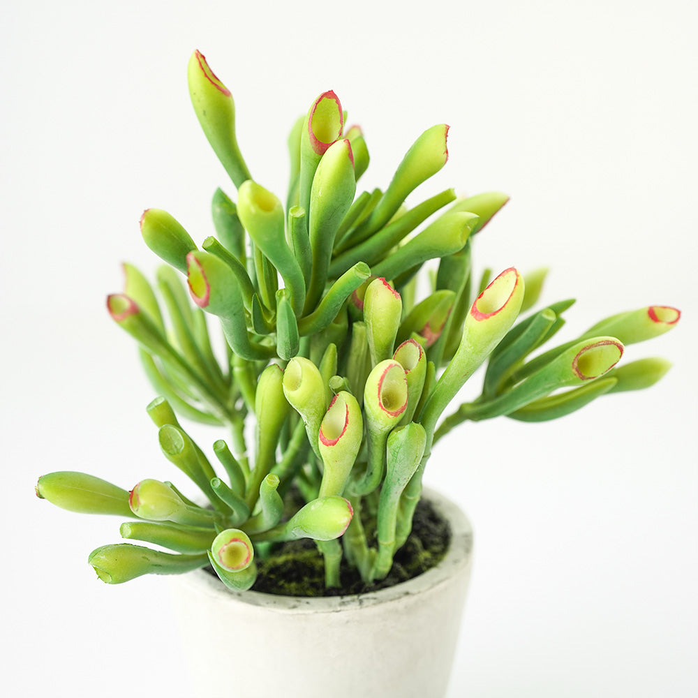 Handmade Decorative Artificial Potted Succulent  N35020-PZ172 -  Plants - ebarza Furniture UAE | Shop Modern Furniture in Abu Dhabi & Dubai - مفروشات ايبازرا في الامارات | تسوق اثاث عصري وديكورات مميزة في دبي وابوظبي