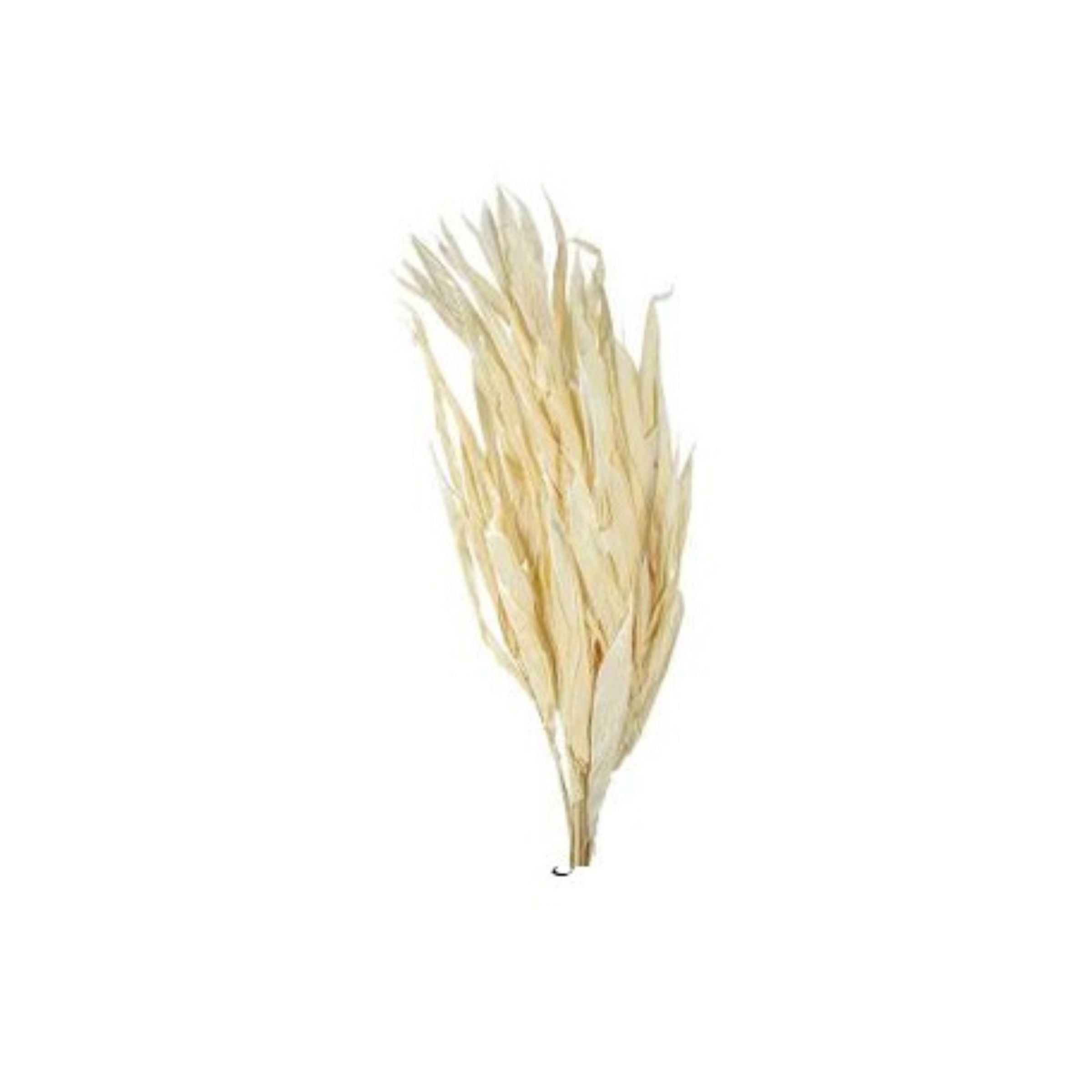 Dried Flower FD-HJ2101E -  Plants - ebarza Furniture UAE | Shop Modern Furniture in Abu Dhabi & Dubai - مفروشات ايبازرا في الامارات | تسوق اثاث عصري وديكورات مميزة في دبي وابوظبي