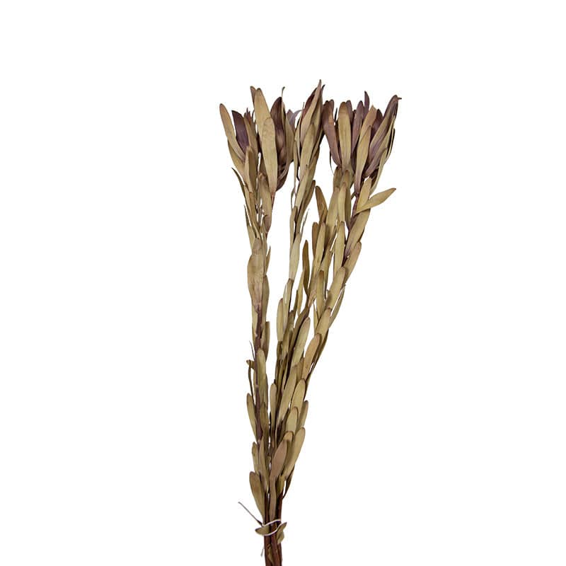 Dried Flower Decoration J Fa-Jh2005J -  Plants - ebarza Furniture UAE | Shop Modern Furniture in Abu Dhabi & Dubai - مفروشات ايبازرا في الامارات | تسوق اثاث عصري وديكورات مميزة في دبي وابوظبي