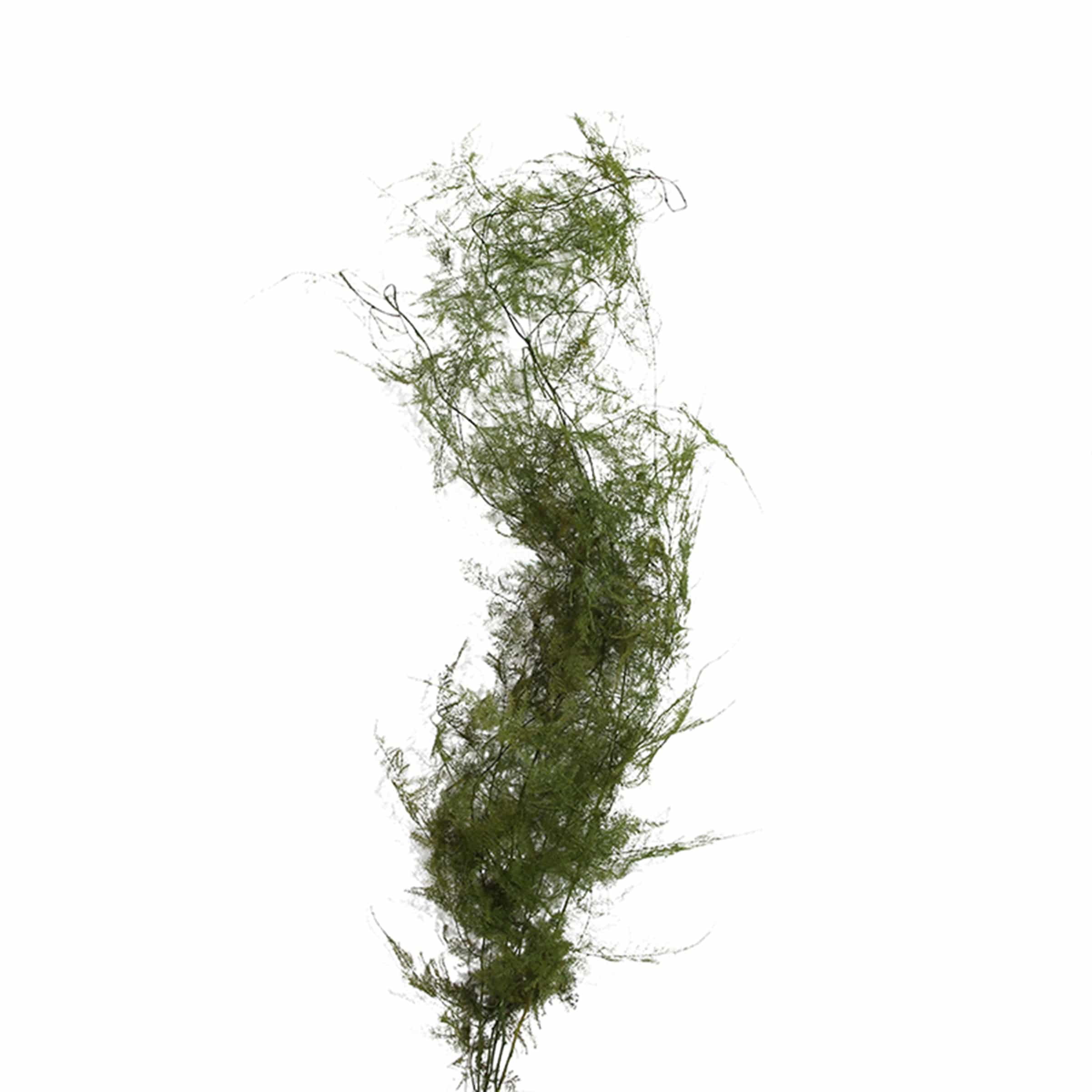 Dried Flower Fa-Jh2010Q -  Plants - ebarza Furniture UAE | Shop Modern Furniture in Abu Dhabi & Dubai - مفروشات ايبازرا في الامارات | تسوق اثاث عصري وديكورات مميزة في دبي وابوظبي