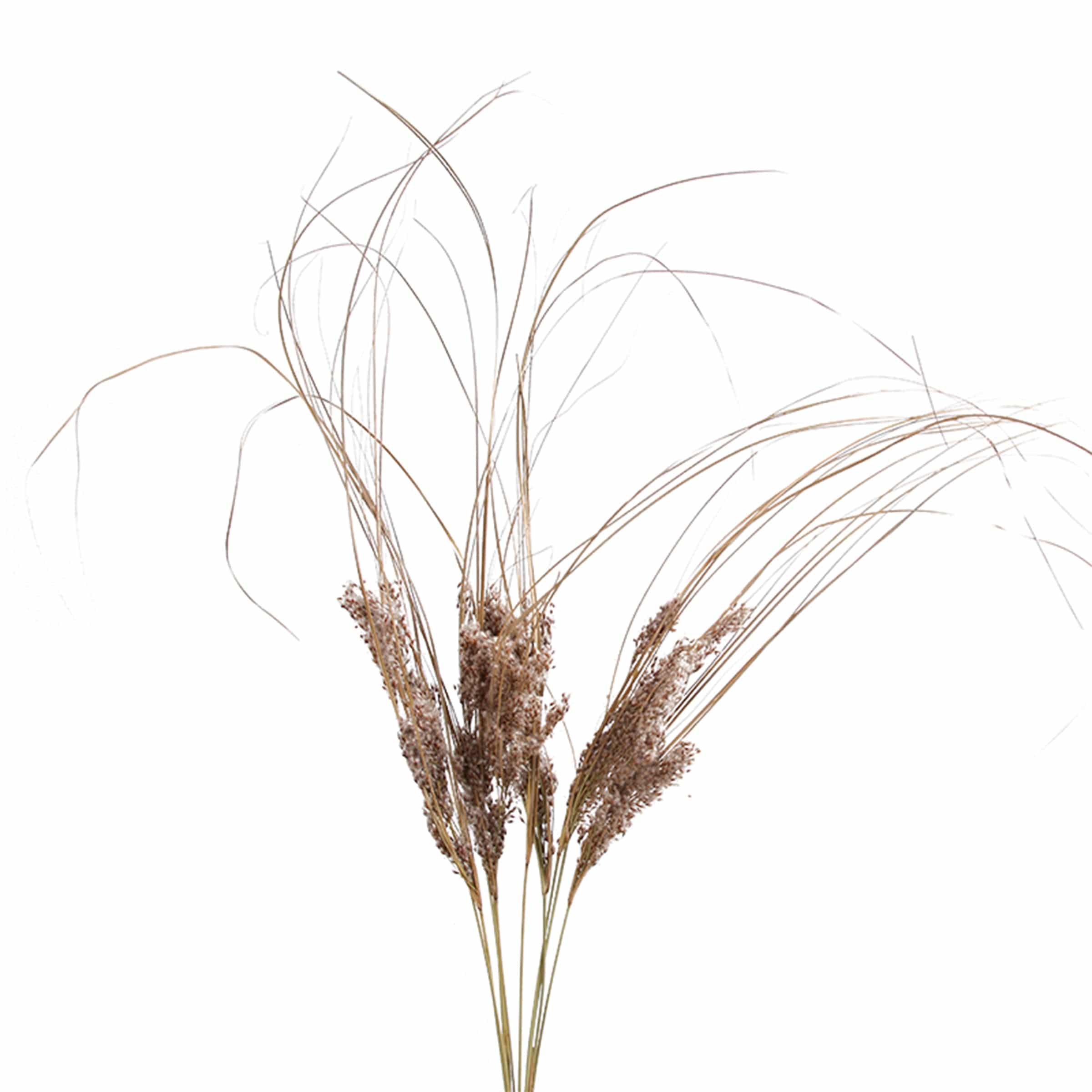 Dried Flower Fa-Jh2010V -  Plants - ebarza Furniture UAE | Shop Modern Furniture in Abu Dhabi & Dubai - مفروشات ايبازرا في الامارات | تسوق اثاث عصري وديكورات مميزة في دبي وابوظبي