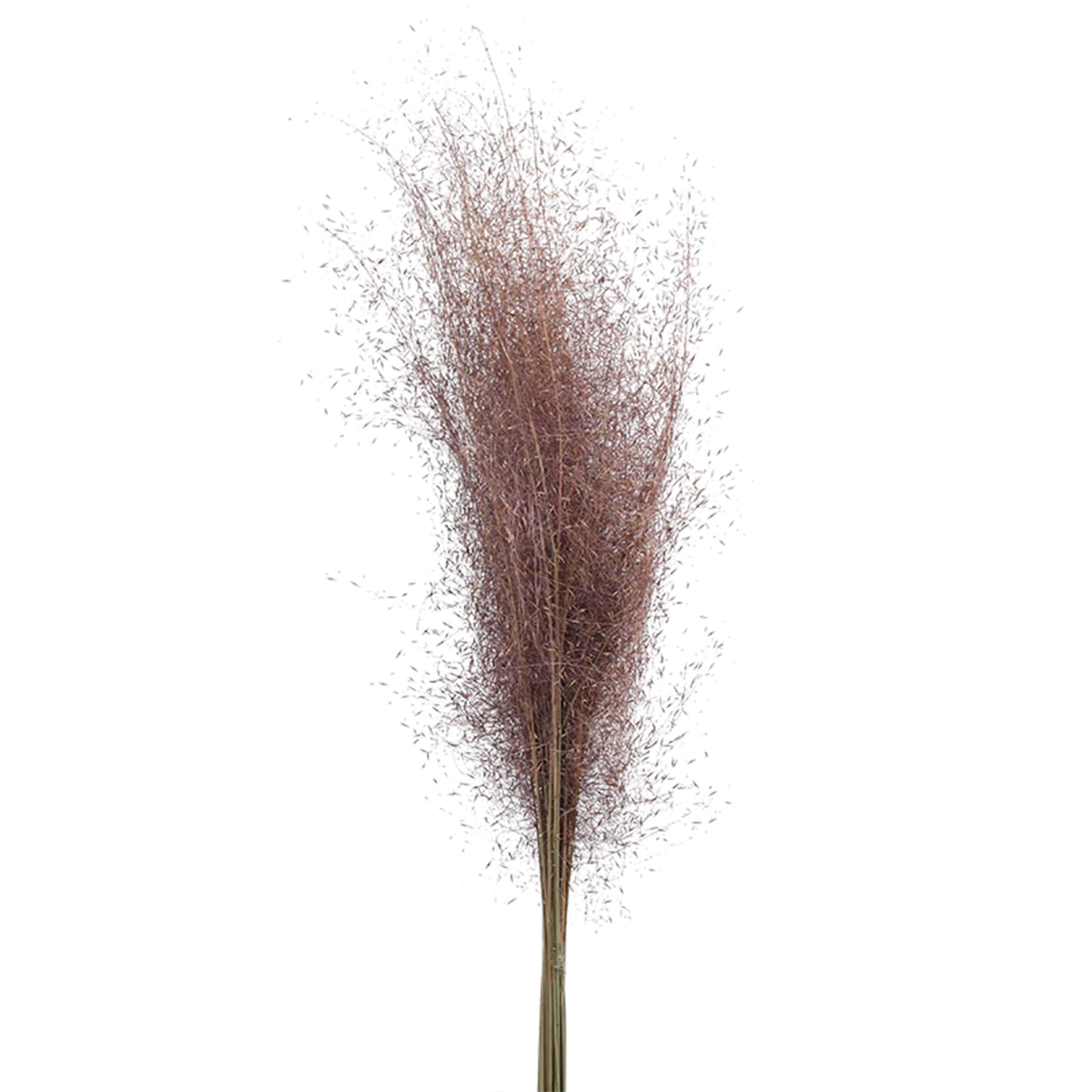 Dried Flower Fa-Jh2010X -  Plants - ebarza Furniture UAE | Shop Modern Furniture in Abu Dhabi & Dubai - مفروشات ايبازرا في الامارات | تسوق اثاث عصري وديكورات مميزة في دبي وابوظبي