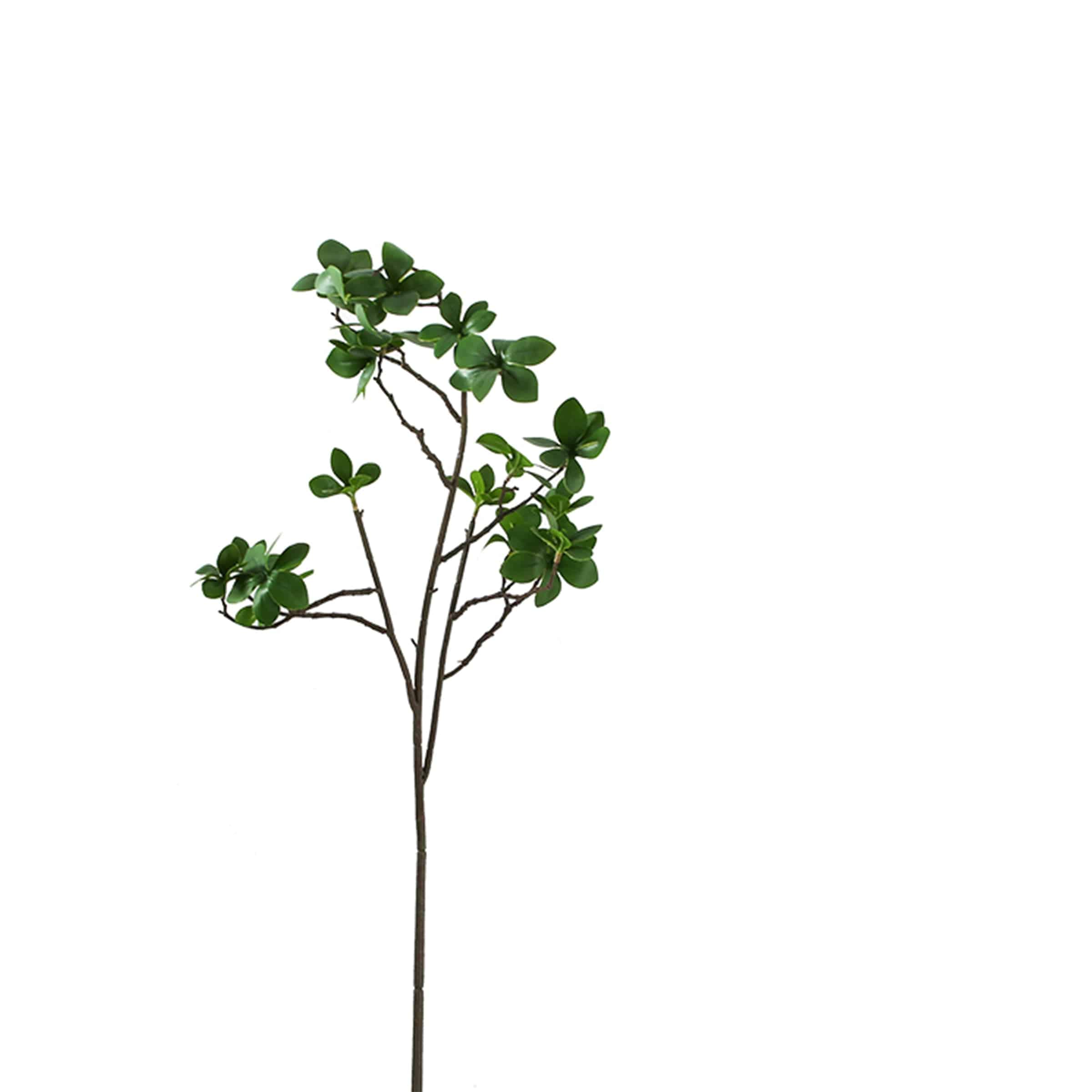 Fruit Spur Kd-Spkd00160 -  Plants - ebarza Furniture UAE | Shop Modern Furniture in Abu Dhabi & Dubai - مفروشات ايبازرا في الامارات | تسوق اثاث عصري وديكورات مميزة في دبي وابوظبي