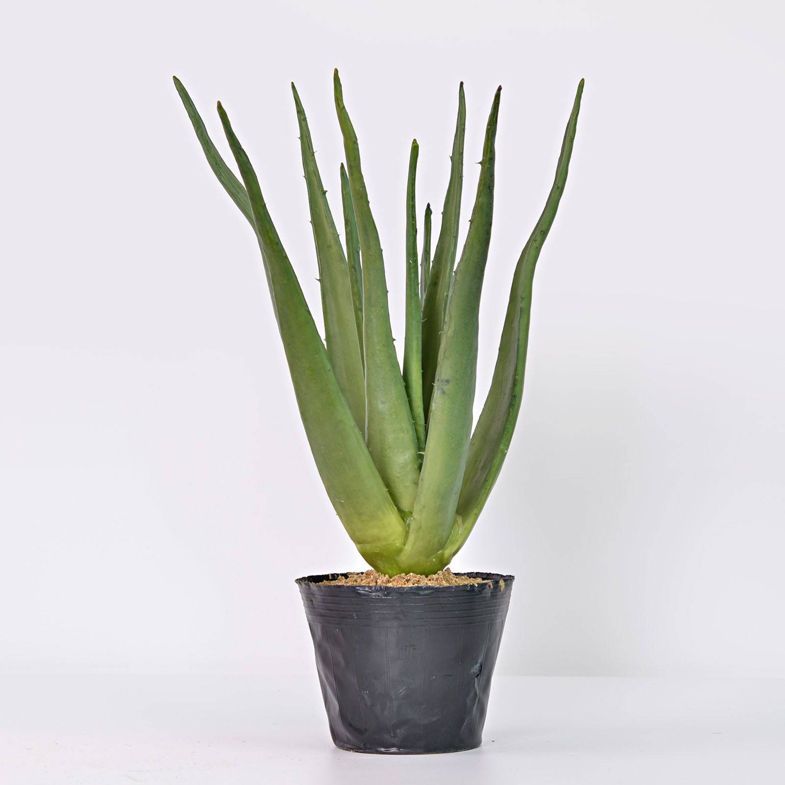 Handmade Decorative Artificial Aloe Vera Pr00005A -  Plants - ebarza Furniture UAE | Shop Modern Furniture in Abu Dhabi & Dubai - مفروشات ايبازرا في الامارات | تسوق اثاث عصري وديكورات مميزة في دبي وابوظبي