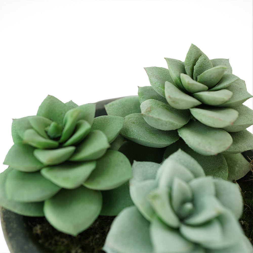 Handmade Decorative Artificial Plant N36520-PZ033-GR -  Plants - ebarza Furniture UAE | Shop Modern Furniture in Abu Dhabi & Dubai - مفروشات ايبازرا في الامارات | تسوق اثاث عصري وديكورات مميزة في دبي وابوظبي