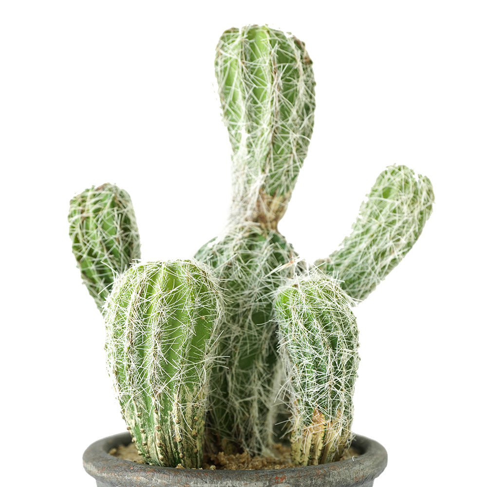 Handmade Decorative Artificial Potted Cactus N35020-SM062 -  Plants - ebarza Furniture UAE | Shop Modern Furniture in Abu Dhabi & Dubai - مفروشات ايبازرا في الامارات | تسوق اثاث عصري وديكورات مميزة في دبي وابوظبي