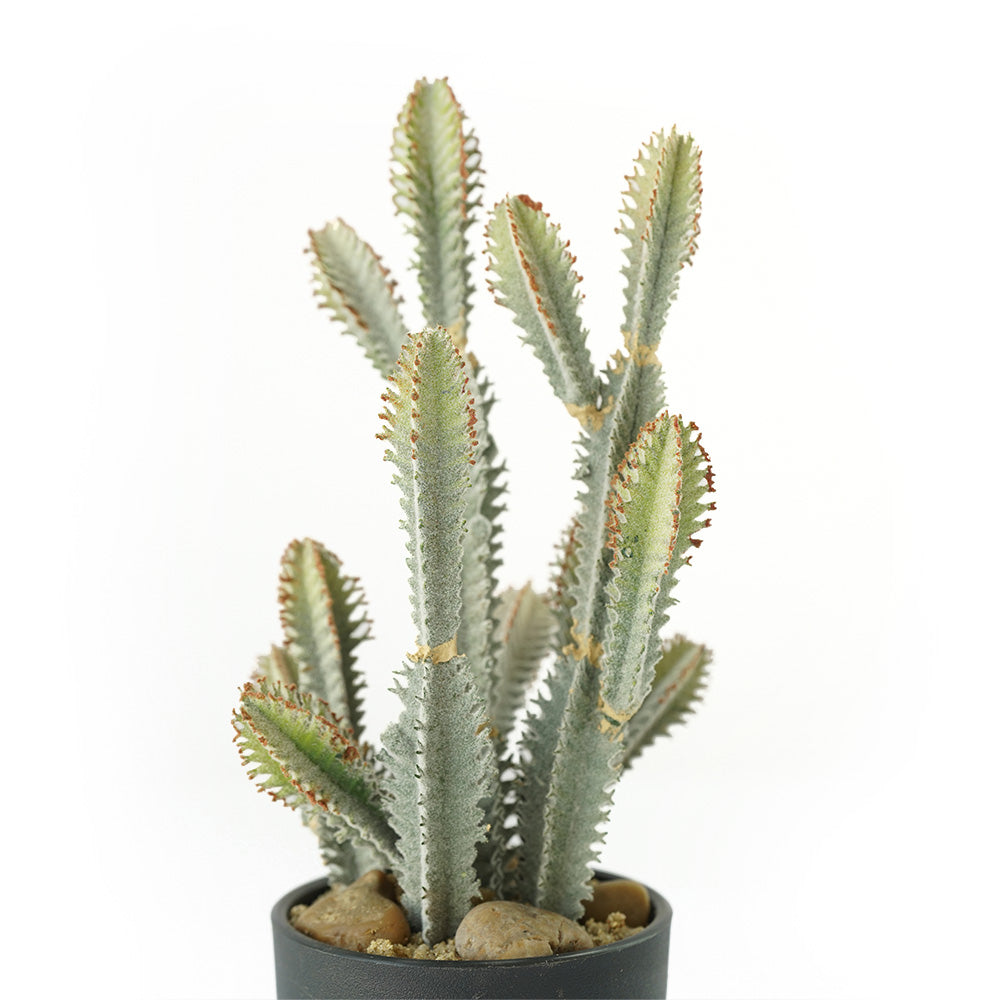 Handmade Decorative Artificial Potted Cactus N35020-SM123 -  Plants - ebarza Furniture UAE | Shop Modern Furniture in Abu Dhabi & Dubai - مفروشات ايبازرا في الامارات | تسوق اثاث عصري وديكورات مميزة في دبي وابوظبي