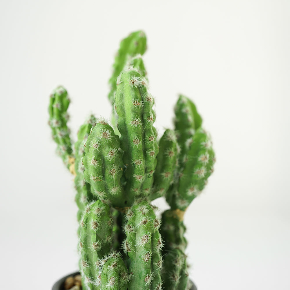 Handmade Decorative Artificial Potted Cactus N35020-SM124 -  Plants - ebarza Furniture UAE | Shop Modern Furniture in Abu Dhabi & Dubai - مفروشات ايبازرا في الامارات | تسوق اثاث عصري وديكورات مميزة في دبي وابوظبي