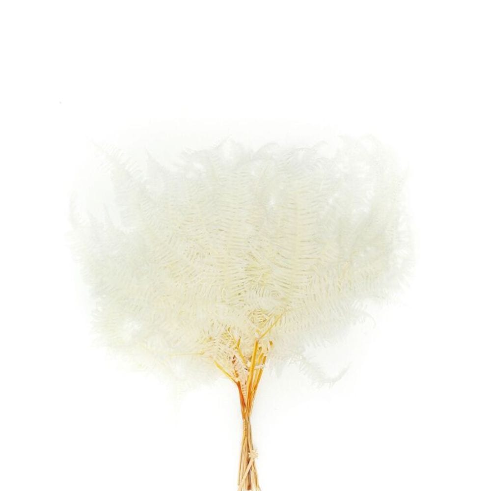 Immortal Dried Flowers D Fd-Jh2102D -  Plants - ebarza Furniture UAE | Shop Modern Furniture in Abu Dhabi & Dubai - مفروشات ايبازرا في الامارات | تسوق اثاث عصري وديكورات مميزة في دبي وابوظبي