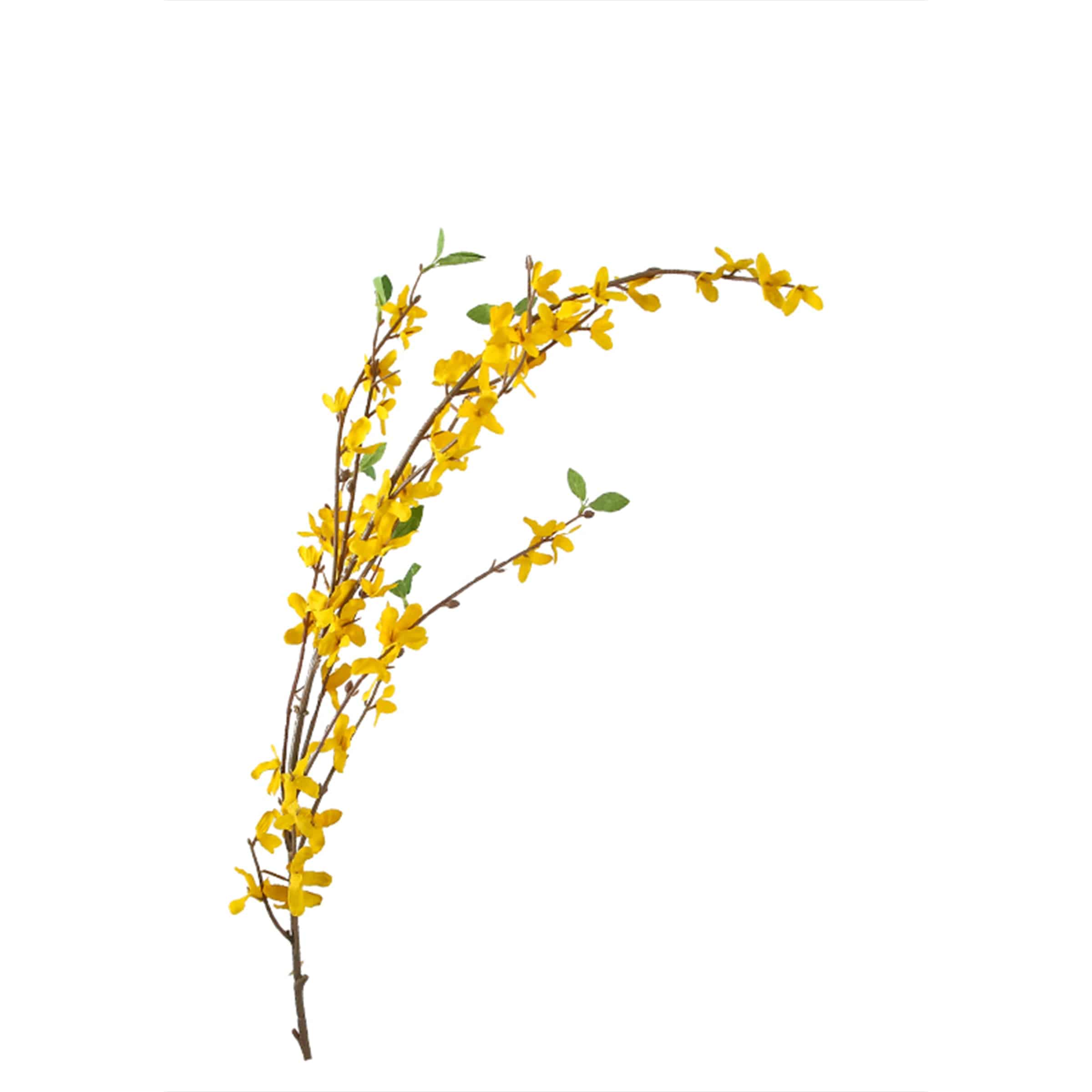 Winter Jasmine - Yellow Kd-Sp19625 -  Plants - ebarza Furniture UAE | Shop Modern Furniture in Abu Dhabi & Dubai - مفروشات ايبازرا في الامارات | تسوق اثاث عصري وديكورات مميزة في دبي وابوظبي